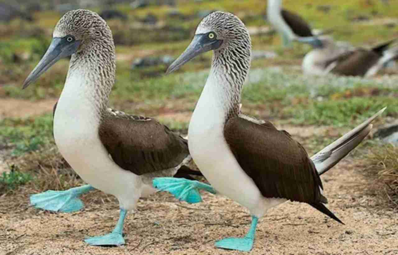 Blue Footed Booby Bird: Nature's Vibrant Diver