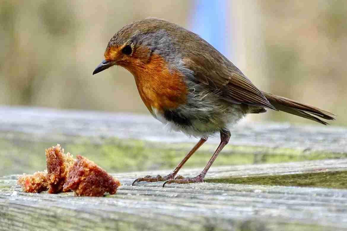 What Do Robin Birds Eat?