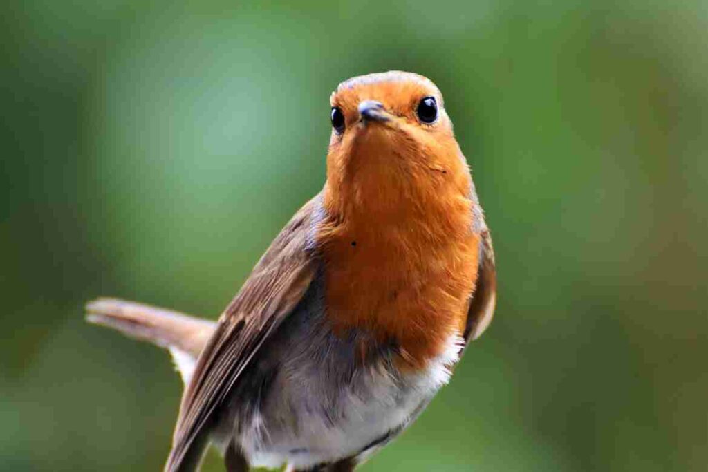 What Do Robin Birds Eat?