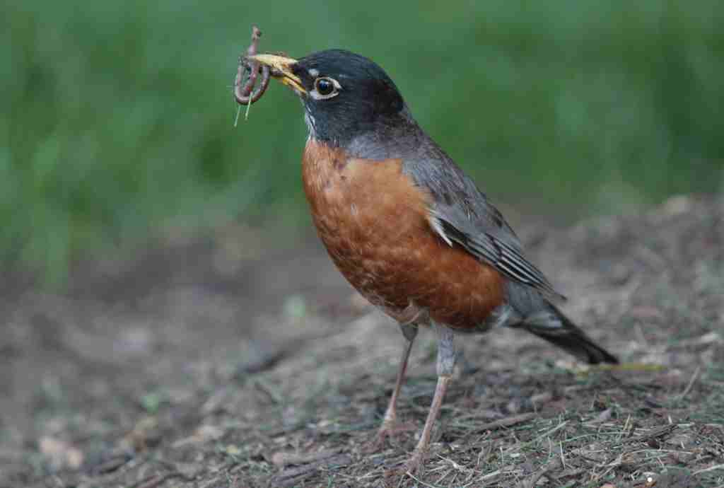 What Do Robin Birds Eat