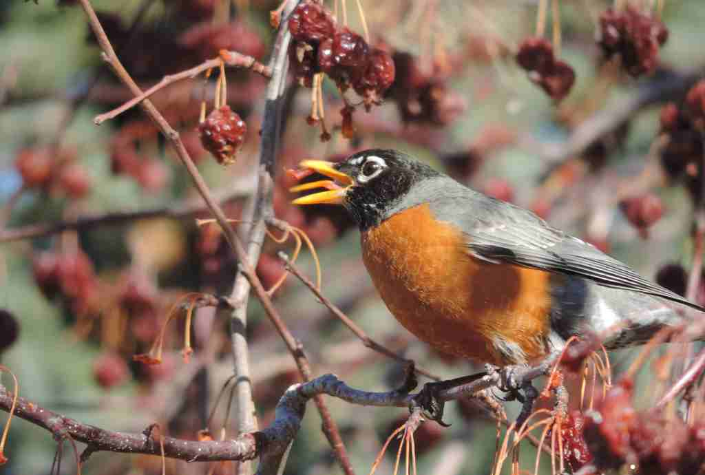 What Do Robins Eat in Autumn and Winter