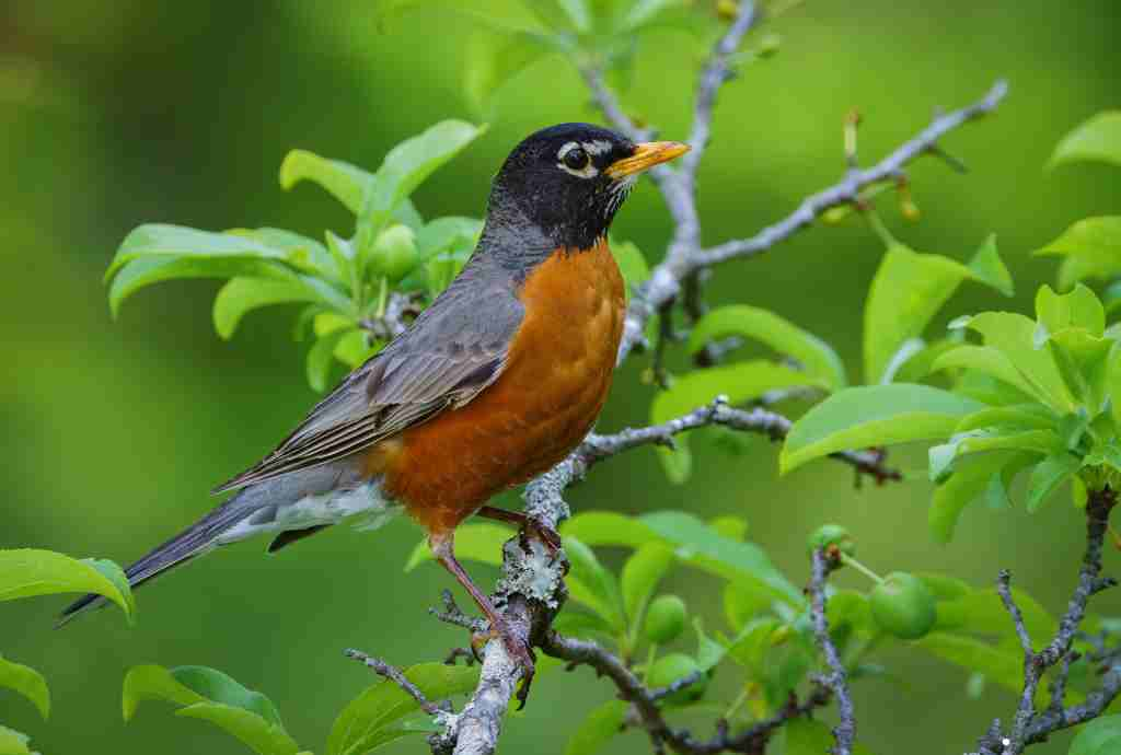 What Do Robins Eat in Spring and Summer?