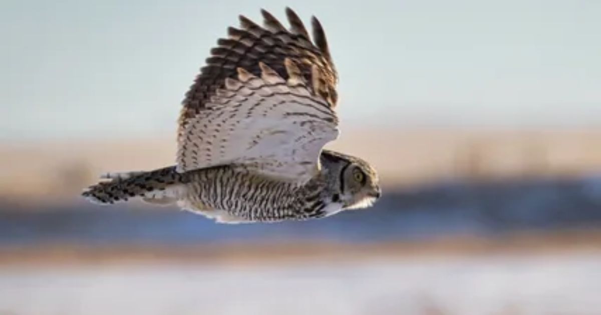 What Does a Great Horned Owl Sound Like