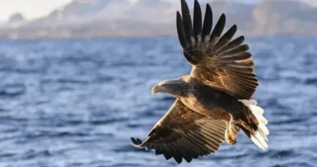 White Tailed Sea Eagle Crossword Clue