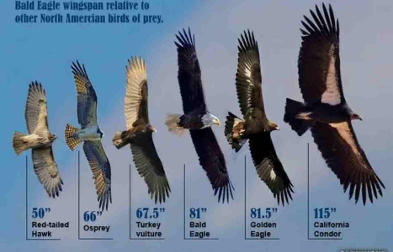 White Tailed Eagle Wingspan: A Majestic Measurement