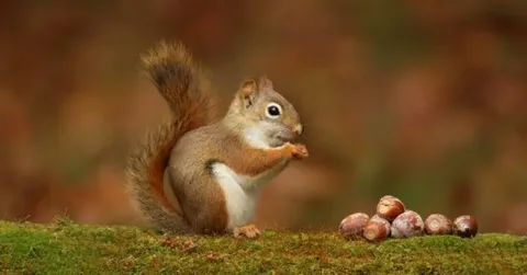 The Natural Diet of Squirrels