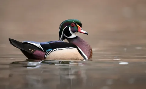 Introduction to Wood Duck Sounds