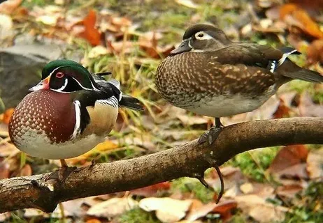 The Context of Wood Duck Sounds