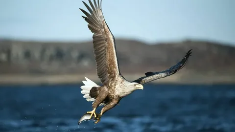  White Tailed Eagle Wingspan