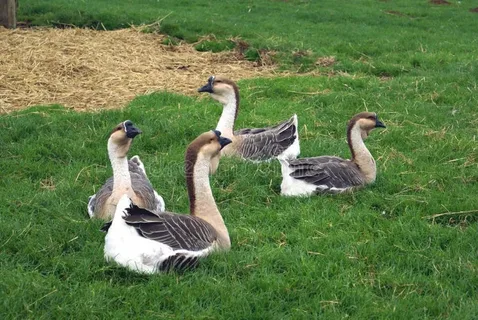 General Nesting Locations for Geese