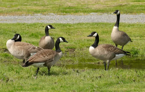 The Role of Tomia in a Goose’s Diet