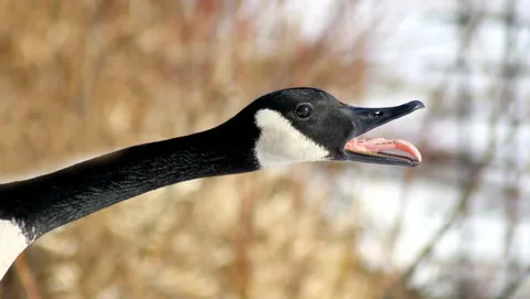 Do Canadian Geese Have Teeth?