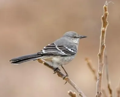 Understanding Mockingbirds