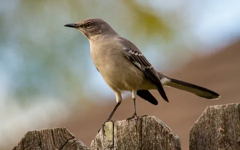 Mockingbird Symbolism in Literature