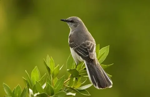 Cultural Significance of Mockingbirds