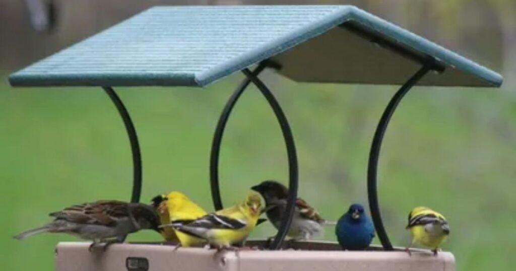 How to Install a Bird Feeder on Pole