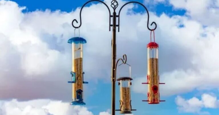 Bird Feeder Poles