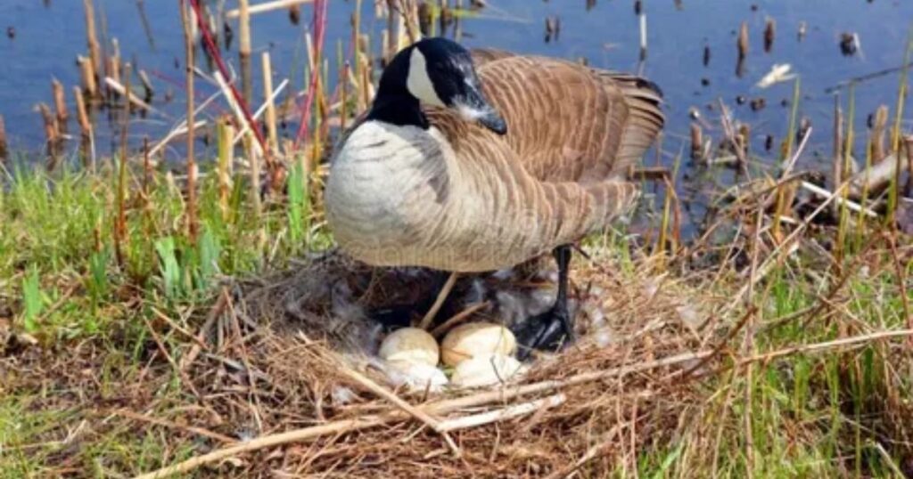 How Long Do Geese Eggs Take to Hatch?