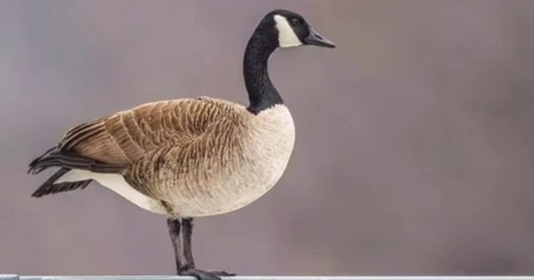 Canadian Geese Breeding Season