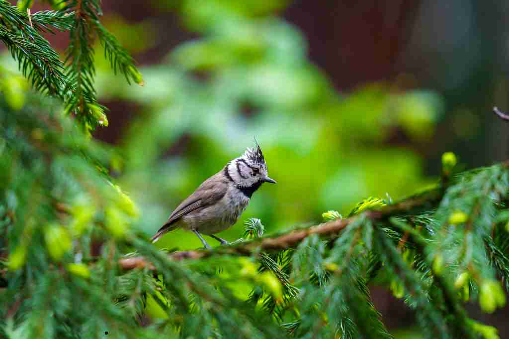 Crested Woodland Bird