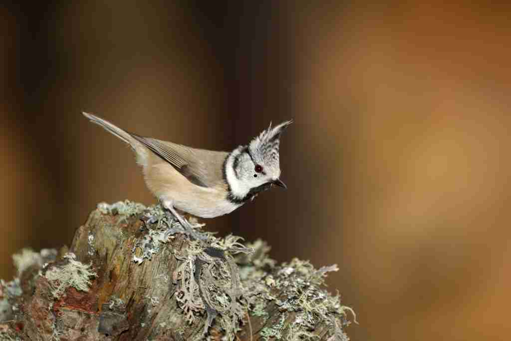 Crested Woodland Bird