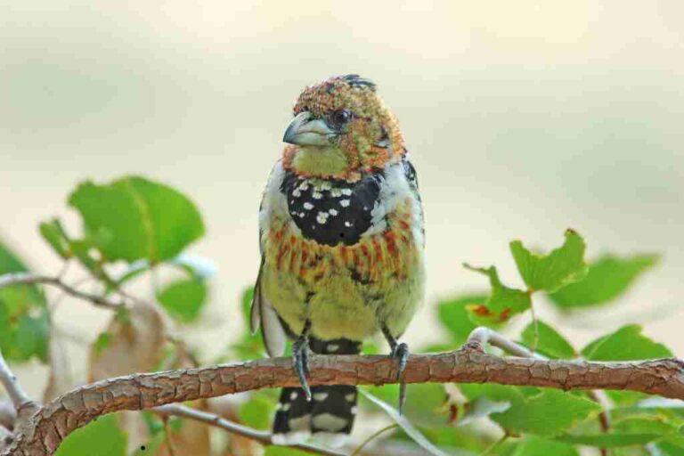 Crested Woodland Bird