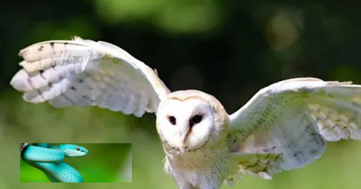 Do Barn Owls Eat Snakes