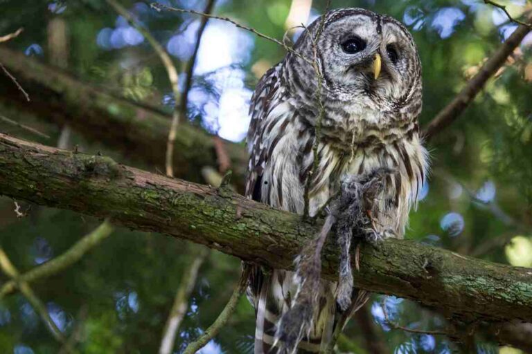 Do Owls Eat Squirrels? An In- Depth Look at Owl Diets