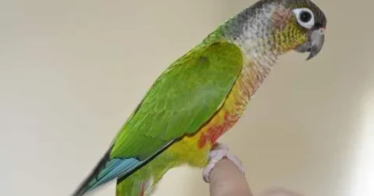 Green Cheeked Parrot Prices