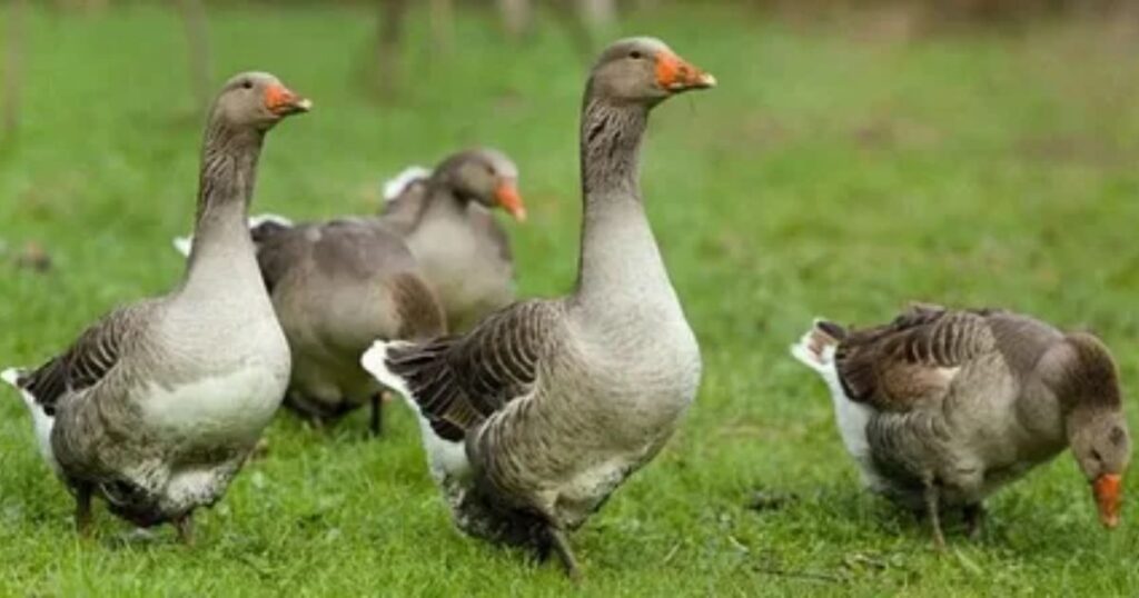 How Long Are Geese Pregnant?