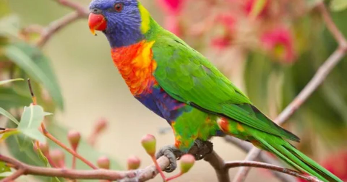 Most Beautiful Birds in the World