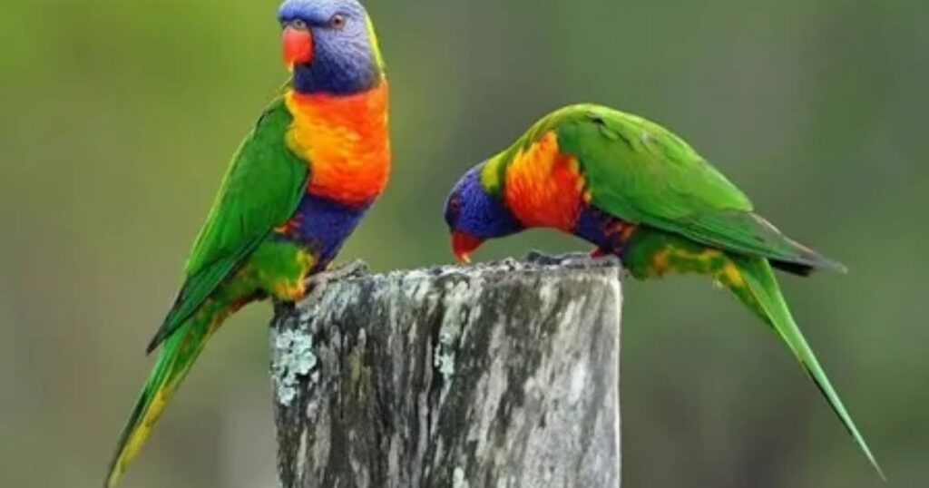 Most Beautiful Birds in the World