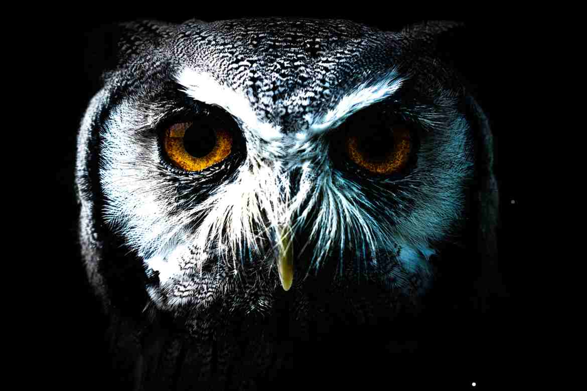 Spiritual Meaning Of Owl