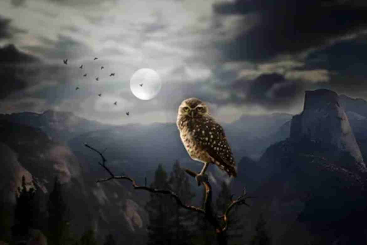 Why Do Owls Hoot at Night? Understanding the Mysterious Calls