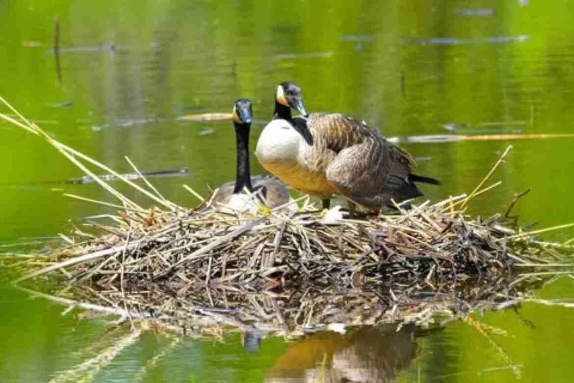 Geese Nests: Habitat, Behavior, and Protection