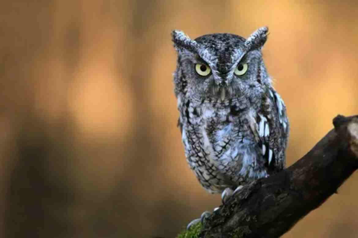 What Does It Mean When You Hear an Owl