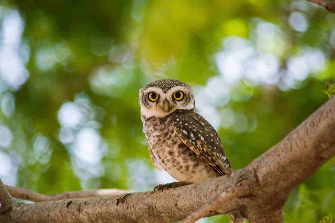 Where in the Bible Does It Talk About Owls?