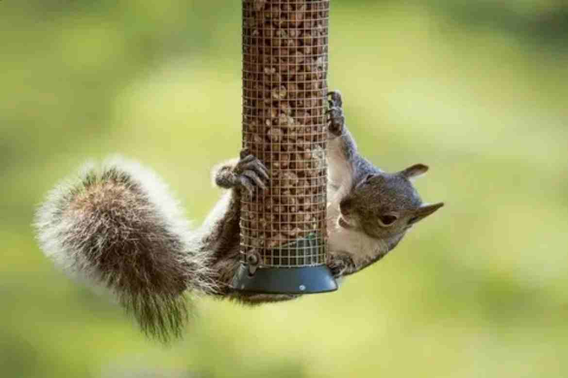 Will an Owl Hanging in a Tree Repel Squirrels