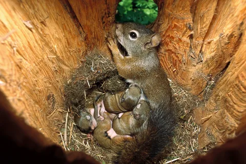 Other Methods to Repel Squirrels