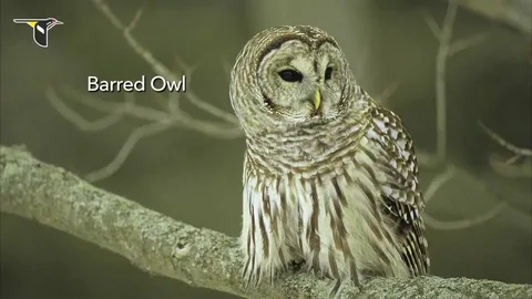 Meaning of Hearing Owls at Night