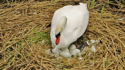 What Are Geese Nests?