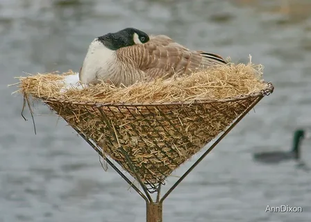 Where Do Geese Build Their Nests?