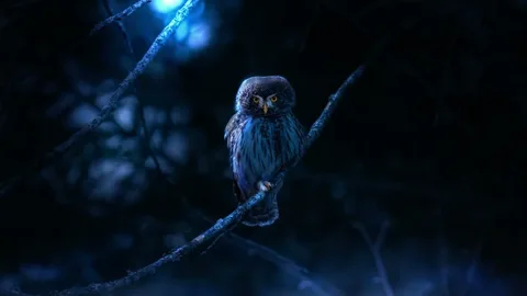 Why Do Owls Hoot at Night Time? A Behavioral Perspective