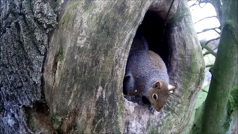 Understanding Squirrel Behavior