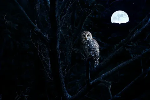 Owls Hoot at Night