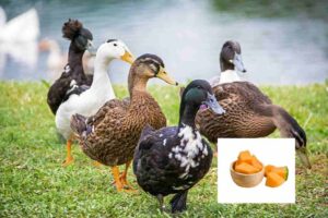 Can ducks eat cantaloupe?