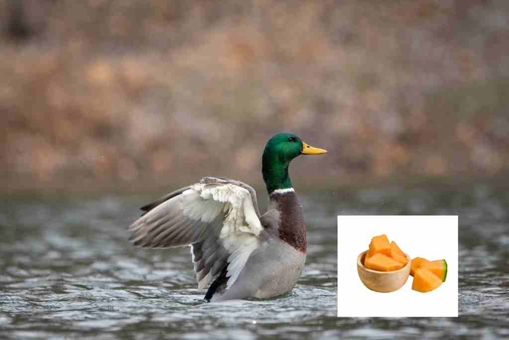 Can ducks eat cantaloupe?