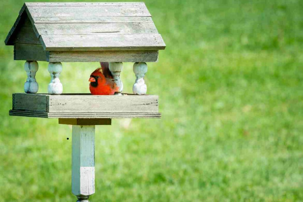 Cardinal Bird Feeder: How to Attract and Care for these Brilliant Birds