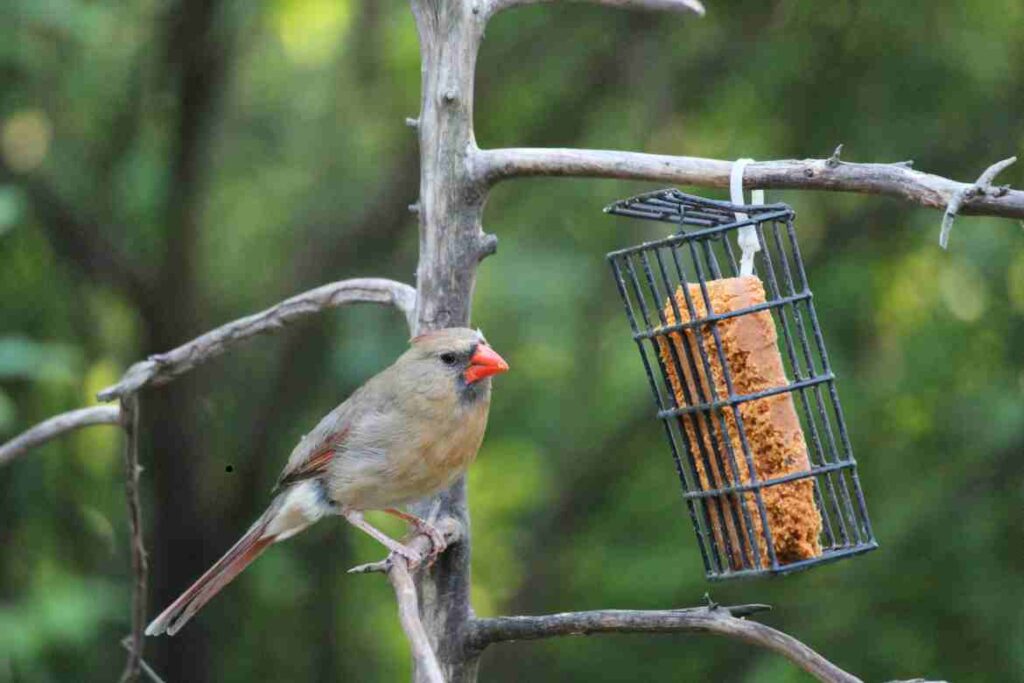 Cardinal Bird Feeder: How to Attract and Care for these Brilliant Birds