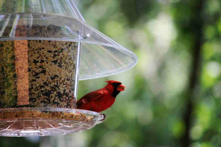 Cardinal Bird Feeder: How to Attract and Care for these Brilliant Birds